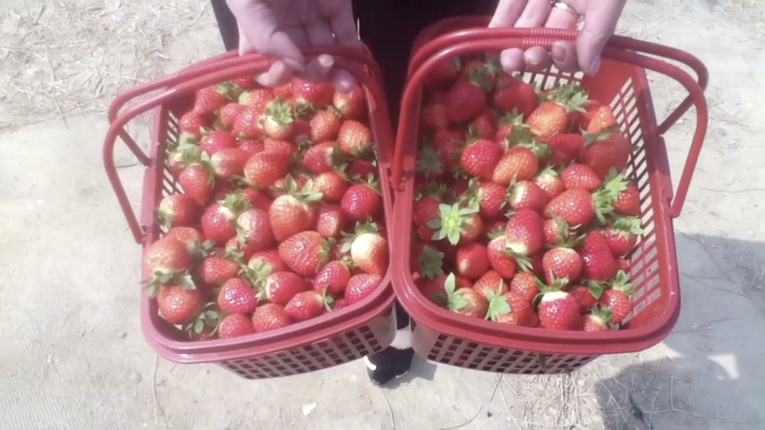 Happy Strawberry Farm (开心草莓园)